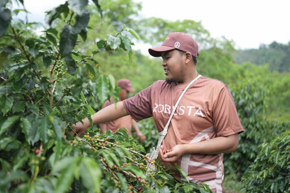 A farm worker handpicking coffee cherries on an Indonesian coffee farm